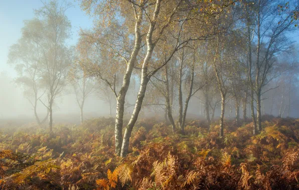 Picture autumn, nature, fog, morning
