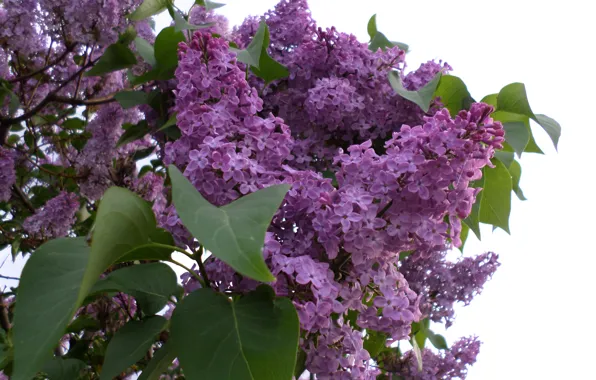 Picture spring, may, flowering, lilac