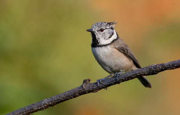Picture bird, branch, crested tit