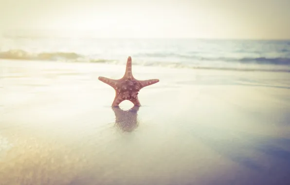 Picture sand, sea, beach, star, summer, beach, sea, sand