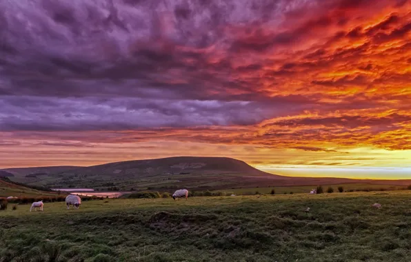 Clouds, mountains, sheep, England, glow