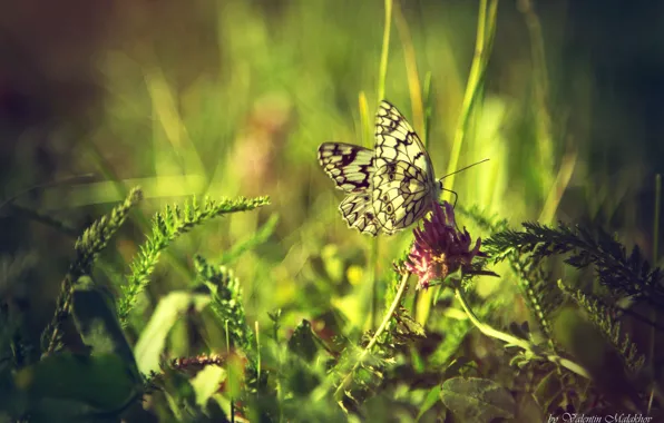 Greens, summer, Wallpaper, pictures, Butterfly, clever