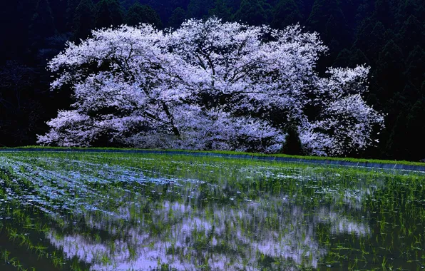 Picture cherry, tree, spring, flowering, Cherry Blossoms, sakura