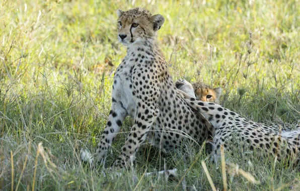 Picture the game, family, Cheetah