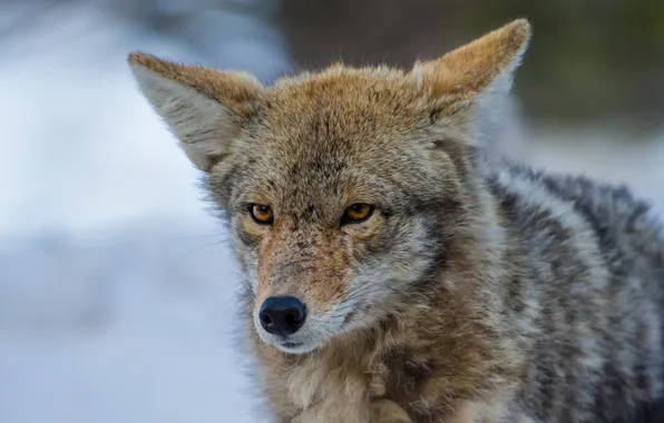 Picture look, background, predator, coyote