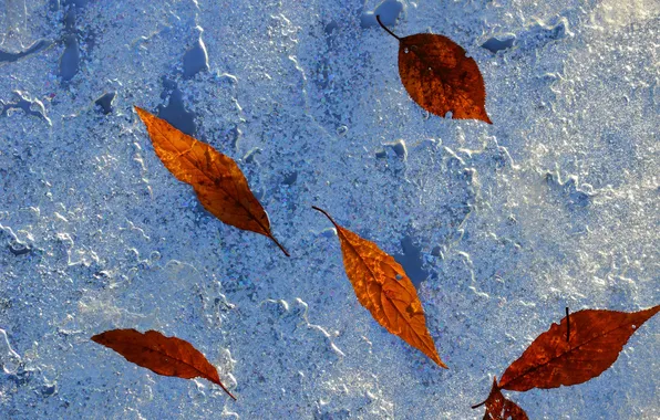 Picture autumn, leaves, wall