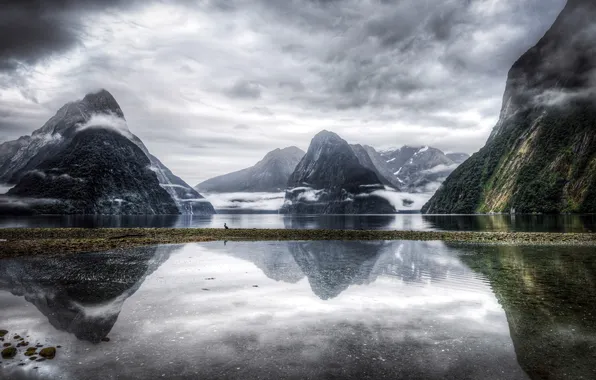 Picture mountains, lake, bird, New Zealand, Milford Sound, Southland