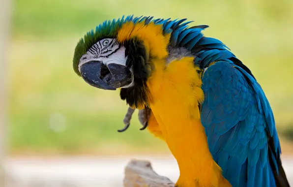 Picture bird, paint, feathers, beak, parrot