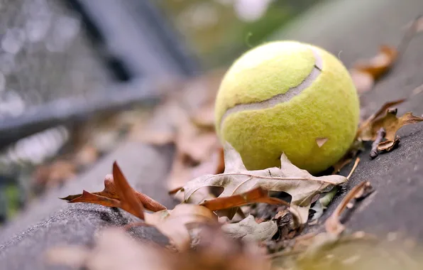 Picture autumn, leaves, mood, the ball, tennis, ball, tennis ball, tennis ball