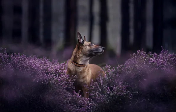 Forest, face, dog, bokeh, Heather, Belgian Malinois