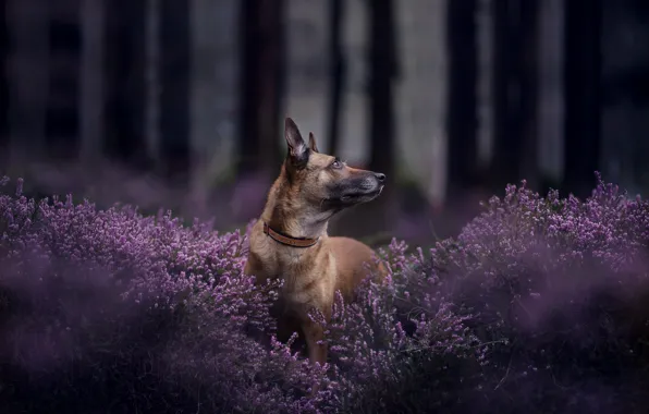 Picture forest, face, dog, bokeh, Heather, Belgian Malinois