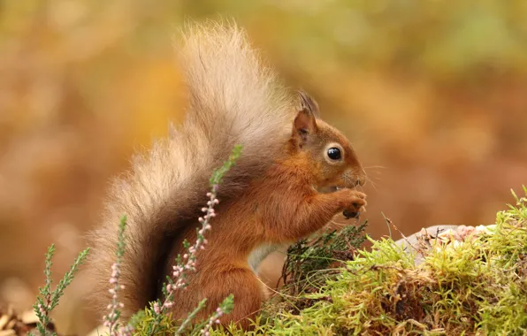 Picture nature, pose, background, moss, protein, rodent, Heather