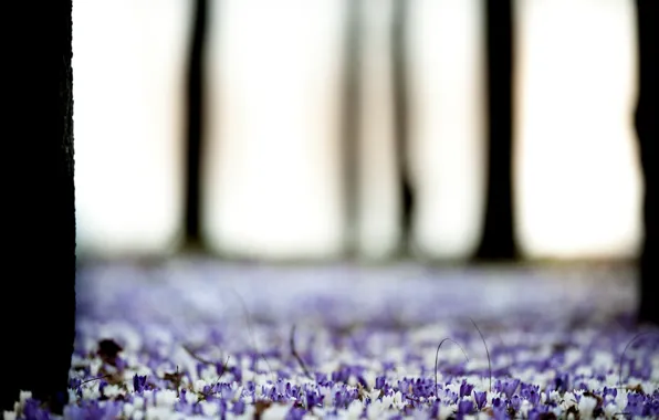 Trees, flowers, nature