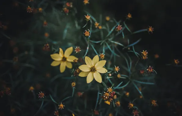 Picture flowers, yellow, petals