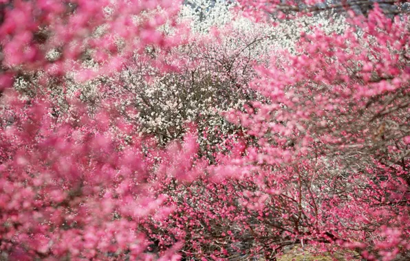 Trees, Sakura, inflorescence