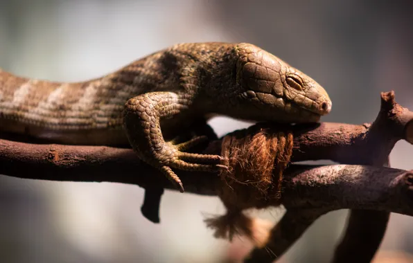 Picture face, light, branches, pose, blur, rope, lizard, reptile