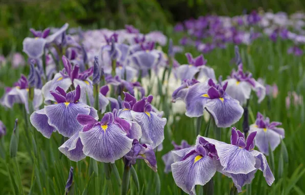Picture petals, irises, a lot, bokeh