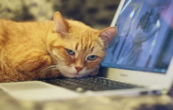 Cat, computer, cat, look, face, background, the film, portrait