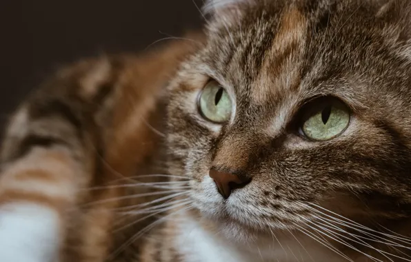 Cat, eyes, cat, look, close-up, portrait, looking up