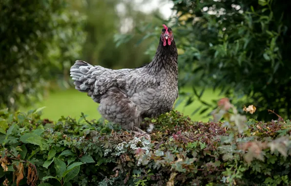 Look, nature, thickets, bird, glade, vegetation, foliage, chicken
