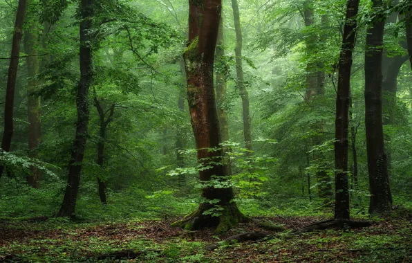 Picture greens, forest, summer, leaves, trees, branches, fog, Park