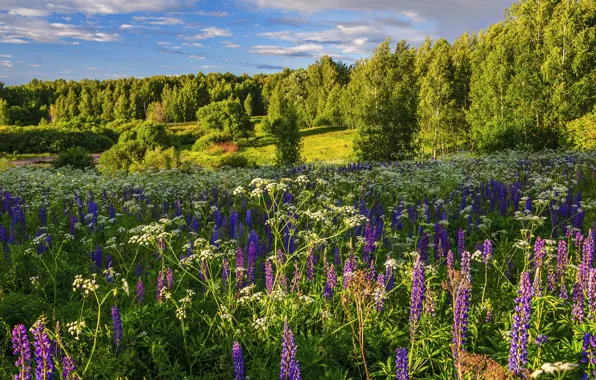 Picture summer, trees, flowers, meadow