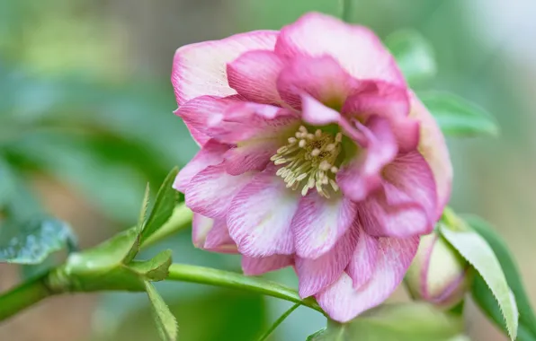 Picture macro, petals, hellebore