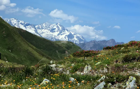 Flowers, mountains, Italy, Italy, mountain pass, Penser Joch, Spencer-Joch