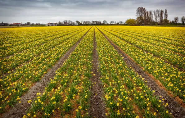 Field, flowers, spring, yellow, the ranks, flower field, daffodils, plantation