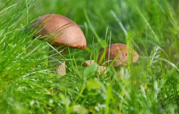 Summer, nature, mushrooms, August