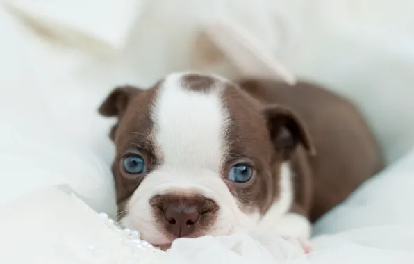 Look, dog, puppy, lies, puppy, dog, bulldog