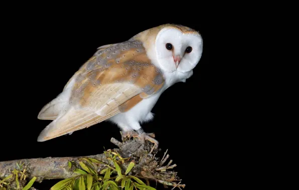 Night, owl, bird, black background, bitches, the barn owl