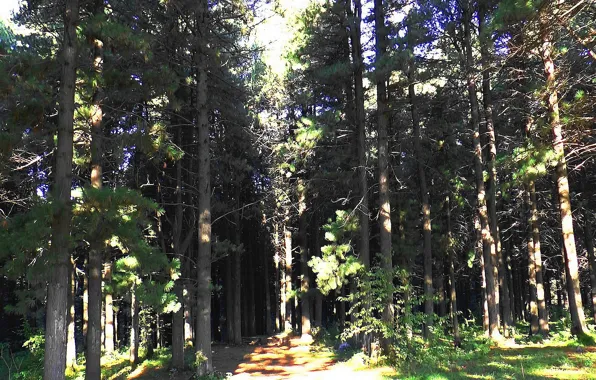 Picture forest, taiga, cedar, Siberia