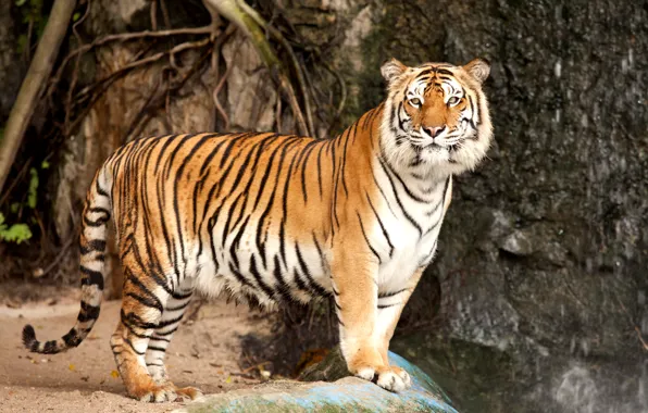 Picture cat, tiger, stone, predator, the Amur tiger
