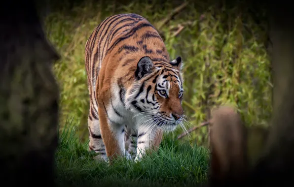 Picture grass, look, face, leaves, trees, nature, tiger, pose
