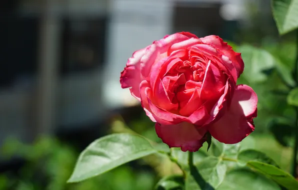 Flower, leaves, macro, light, house, pink, rose, garden