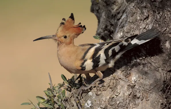 Bird, hoopoe, crest