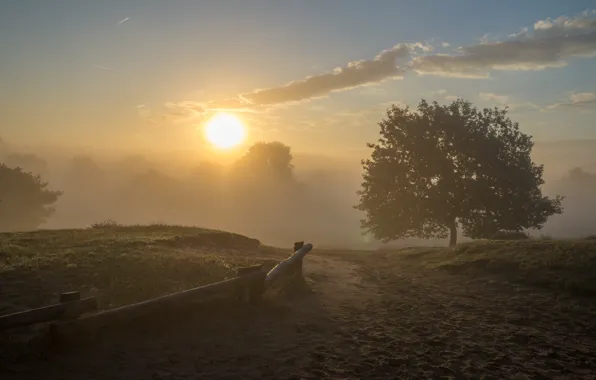 Sand, the sky, the sun, trees, fog, the fence, morning, the fence