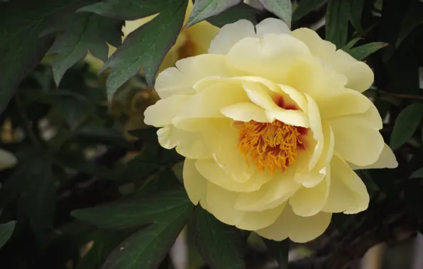 Macro, yellow, peony
