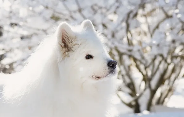 Winter, look, snow, nature, pose, dog, face, Samoyed