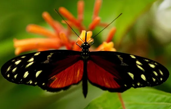 Flower, macro, butterfly, wings, beautiful, closeup