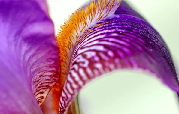 Picture flower, macro, lilac, iris