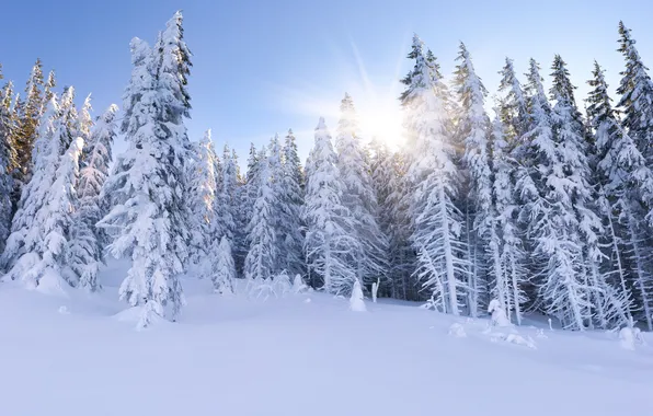 Winter, forest, the sun, rays, tree
