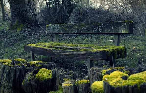 Nature, moss, bench