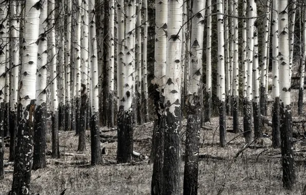 Nature, birch, grove