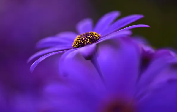 Purple, macro, flowers, petals, bokeh