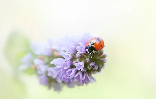 Picture macro, flowers, red, background, ladybug, beetle, blur, insect