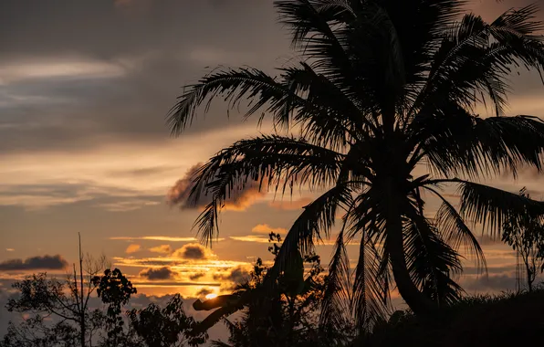 Summer, the sky, the sun, clouds, sunset, Palm trees, Thailand, Phuket