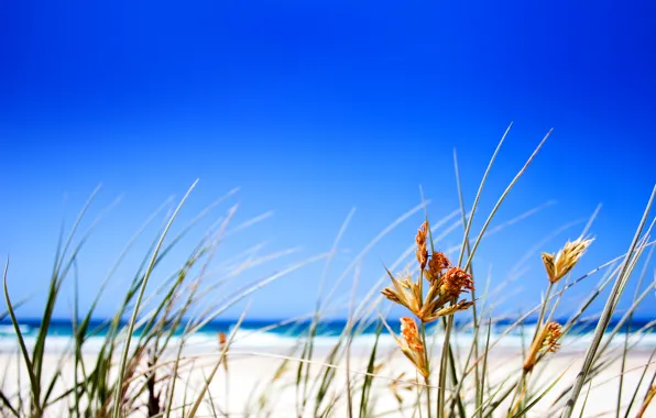 Picture grass, Beach, horizon