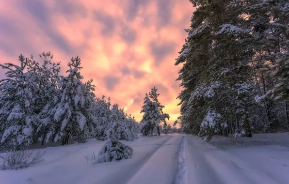 Picture winter, snow, trees, landscape, sunset, nature, path